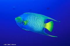 This queen angelfish is one of the Caribbean's most colorful varieties.
