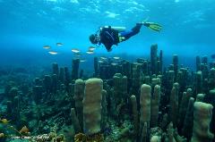 A diver swims past what looks like a city of pillar corals.