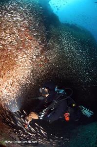 Besides observing individual fish, divers frequently encounter large schools. Immersing oneself in a school of fish, the diver may feel accepted as one of them!