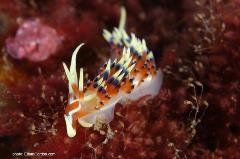 Nudibranchs are essentially the marine equivalent of a garden slug - with the exception of their incredible variety of colors and forms.