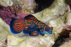 Some fish, like this mandarin fish, are decorated in the most flamboyant colors imaginable.